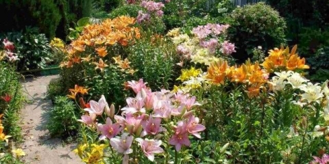 Kako presaditi ljiljane u jesen na drugo mjesto